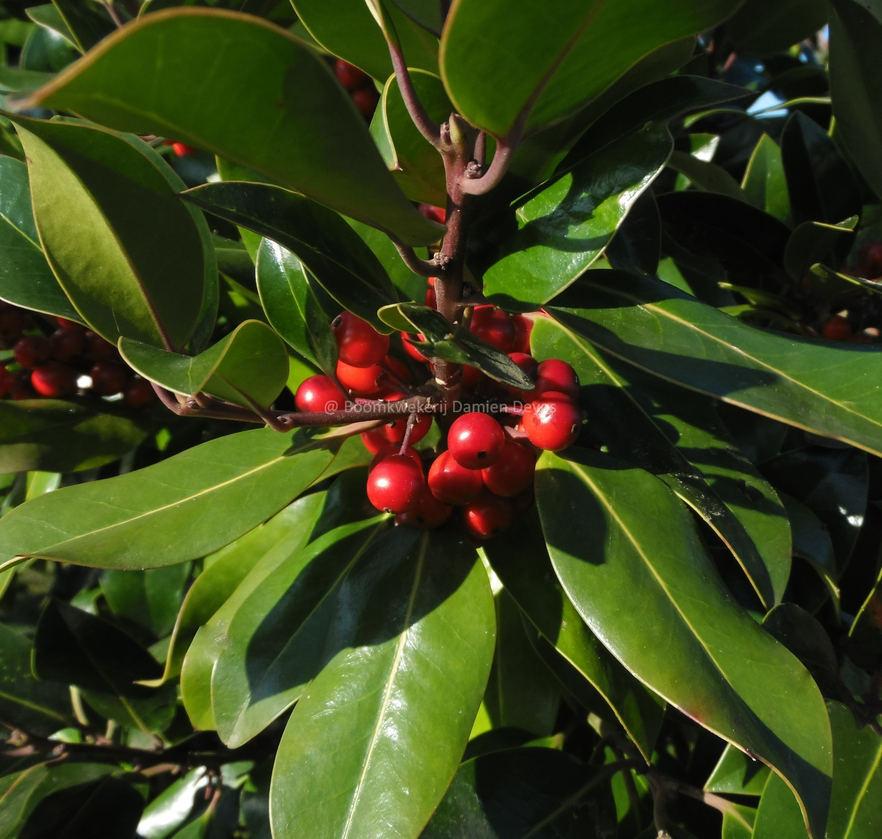 ilex alteclerensis cameliifolia.jpg
